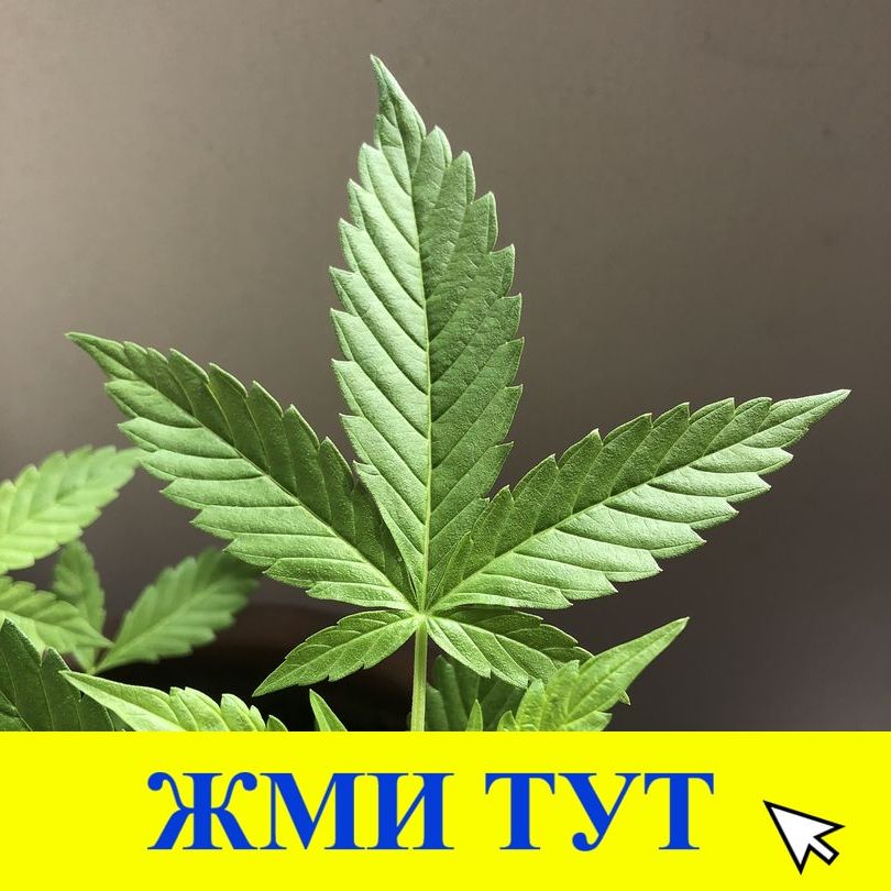 Купить наркотики в Усть-Куте